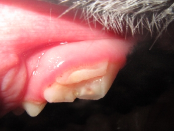 典型的歯の破折 .JPG