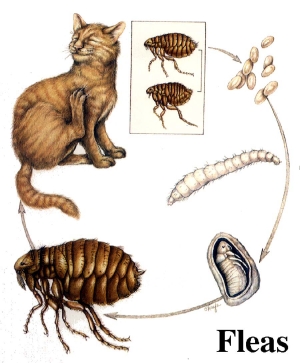 ノミLIFE CYCLE.jpg