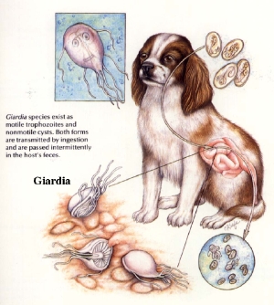 ジアルジア .jpg